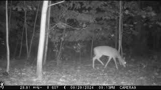 Whitetail Deer [upl. by Schlesinger]