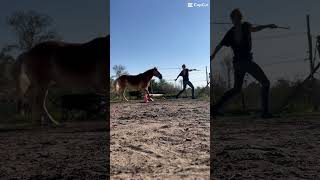 Cavaletti Training [upl. by Euqinemod]