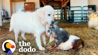 Dog Is Three Legged Goats Protector  The Dodo [upl. by Ul]