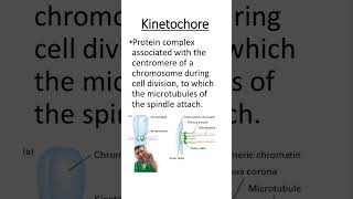 Kinetochore [upl. by Otrebide]