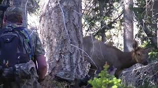 Limited entry Wasatch archery elk hunt 2012 Clints bull short version [upl. by Atlas47]