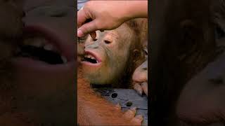 Orangutan ASMR  Watch the babies learn how to eat monkey orangutan cute animals ape zoo [upl. by Llenart]