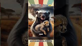 Honey Badger Fact Video  kannada facts karnataka amazing youtubeshorts trendingshorts [upl. by Faludi]