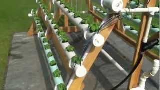 Homemade vertical AFrame hydroponic system Facebook httpswwwfacebookcomgreenerways [upl. by Wei792]