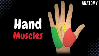 Muscles of the Hand Division Origin Insertion Functions [upl. by Winola389]