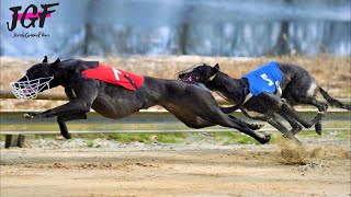 Greyhound racing  Track race  Ireland [upl. by Whalen559]