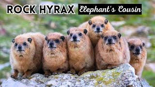 Rock Hyrax Elephants Closest Relative  Facts and Info [upl. by Steck]