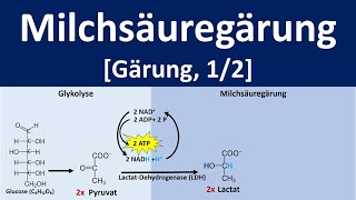 Milchsäuregärung  Gärung anaerobe Stoffwechselprozesse 12  Biologie Oberstufe [upl. by Enoek]