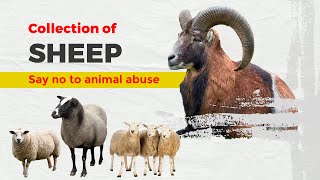 Collection of Sheep  Best Sheep  Sheep animal  mammal genus Sheep Animal Facts [upl. by Gresham]