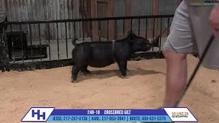 24810 CROSSBRED GILT  Heimer Hampshires Sept 23 2024 Sale [upl. by Derrek]