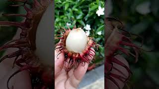 Rambutan Fruit shortvideo [upl. by Hillyer]