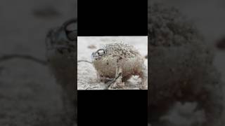 Types of Frogs  Desert Rain Frog pt8 [upl. by Nanni710]