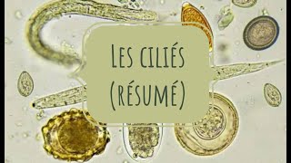 PARASITOLOGIE 🦐 EN RÉSUMÉ 7 ciliés [upl. by Acireh]