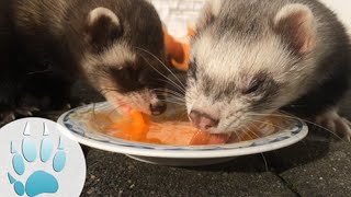 Ferrets eating egg yolk  Frettchen fressen Eigelb  Sazus Fellnasen ♡ [upl. by Alma]