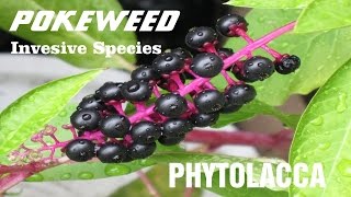 ⟹ POKEWEED  Phytolacca  A quick look this plant  Invasive Species [upl. by Poll]