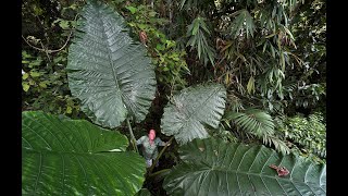 FIELD TRIP WITH PATRICK BLANC DERAMAKOT amp SEPILOK BORNEO SABAH [upl. by Crandall456]