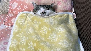 Funny Cat Memes to Watch When You Cant Sleep [upl. by Oralle]