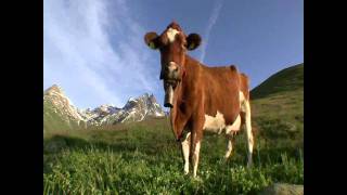 Cow bell official sound HD [upl. by Kavanaugh]