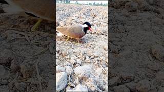 Bird red wattled lapwing [upl. by Sophy]