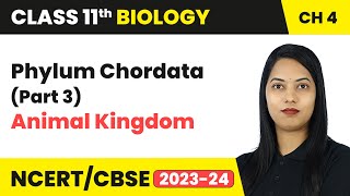 Phylum Chordata Part 3  Animal Kingdom  Class 11th Biology Chapter 4  CBSE 202425 [upl. by Encratia]