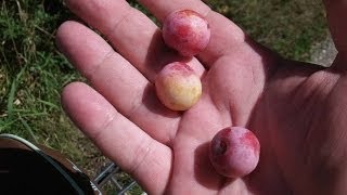 How To Identify Wild Plums Prunus americana Identification [upl. by Eleanore554]