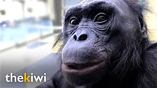 Kanzi The ape that understands humans and knows over 3000 words [upl. by Sapienza]