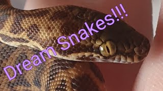 Stimsons Python Introduction [upl. by Atiras]