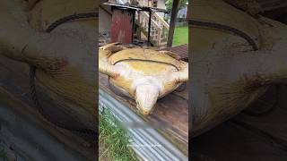 I Found a Sea Turtle Upside Down rescue found shorts turtle upside rescue [upl. by Ahsahtan203]