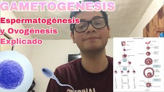 GAMETOGENESIS  Espermatogénesis y Ovogénesis Explicadas [upl. by Anaerol]