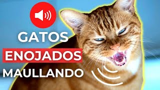 SONIDOS de GATOS ENOJADOS MAULLANDO 🐱 Sonidos de Gato Enojado [upl. by Paris]