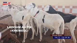 Du jamais vu au Sénégal des moutons quotladoumquot vendus à des prix incroyablement petits [upl. by Etireuqram]