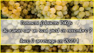 🍇Vignes 🍇 au jardin potager en permaculture  Novembre récolte abondante de raisin  Méthode [upl. by Pattison]