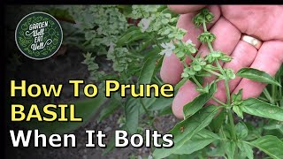 What To Do When Your BASIL Starts To Bolt Prune It And Get TONS Of New Growth [upl. by Gombach975]