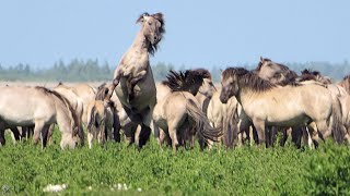 👉️•◡•👉️Nature reserve Oostvaardersplassen inThe Netherlands 2023De Oostvaardersplassen👈•◡•👈 [upl. by Vachell]