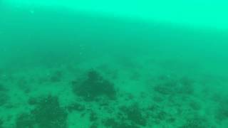 Anna Maria Island Fishing  Go Pro on the bottom  Mangrove snapper grouper Raw Footage [upl. by Francoise]