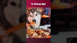 Sự khác biệt giữa Husky và loài chó khác 🐶 takhongngu [upl. by Ivanah762]