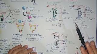 6tout savoir sur linsuffisance rénale aiguë IRAphysiopathologie lIRA post rénal obstructive [upl. by Nottus]