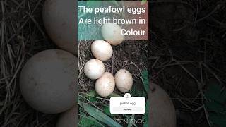 Piecock egg nature birdslover shortsvideo [upl. by Petras303]