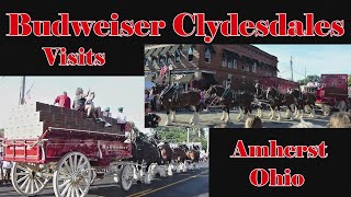 The Budweiser Beer Clydesdale Hitch Horses Visit Amherst Ohio [upl. by Editha]