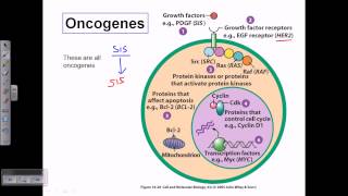 Types of oncogene [upl. by Aerbma]