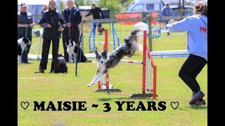 Maisie Border Collie  3 Years Old ♡ [upl. by Delija]