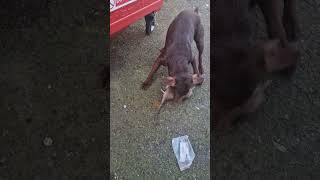 Patterdale terrier up close destroying BIG Rat [upl. by Kelsey451]