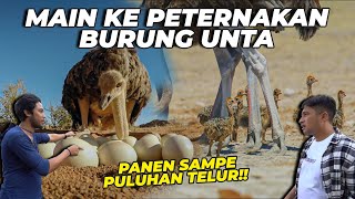 BURUNG UNTA GW SIAP BERTELUR ❗ BELAJAR LANGSUNG DARI AHLINYA ❗ [upl. by Luebke]