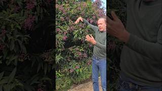 Chilean Cestrum cestrum elagans subtropical gardening adventure explore ideas motivation [upl. by Dukey]