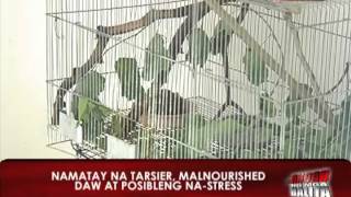 News5E  TARSIER NAGSUICIDE DAHIL SA STRESS [upl. by Enelrihs927]