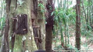 baby burial tree Toraja Sulawesi [upl. by Atener]