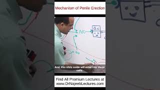 Mechanism Of Penile Erection drnajeeb drnajeeblectures shortvideo youtubeshorts [upl. by Lynad599]