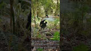 Few seconds of LYREBIRD  The Philozoic birds love like [upl. by Eikcaj]