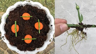 You will be surprised by how to propagate Eustoma russellianum with carrots [upl. by Anasus]