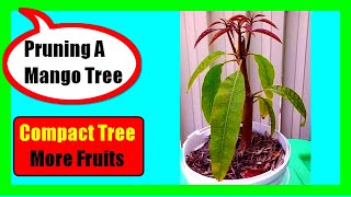 How To Prune A Mango Tree Training and Pruning In Young Mature amp Old Overgrown Mango Trees [upl. by Colet]